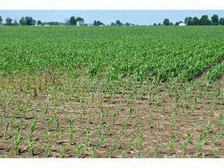 Property photo 123 - LAND AUCTION - 700+/- ACRES OFFERED IN 16 TRACTS IN ALLEN COUNTY, INDIANA